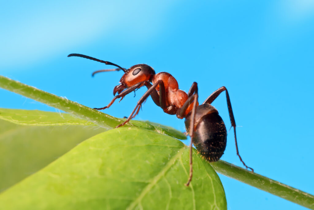 Ant Control in Bedfordshire