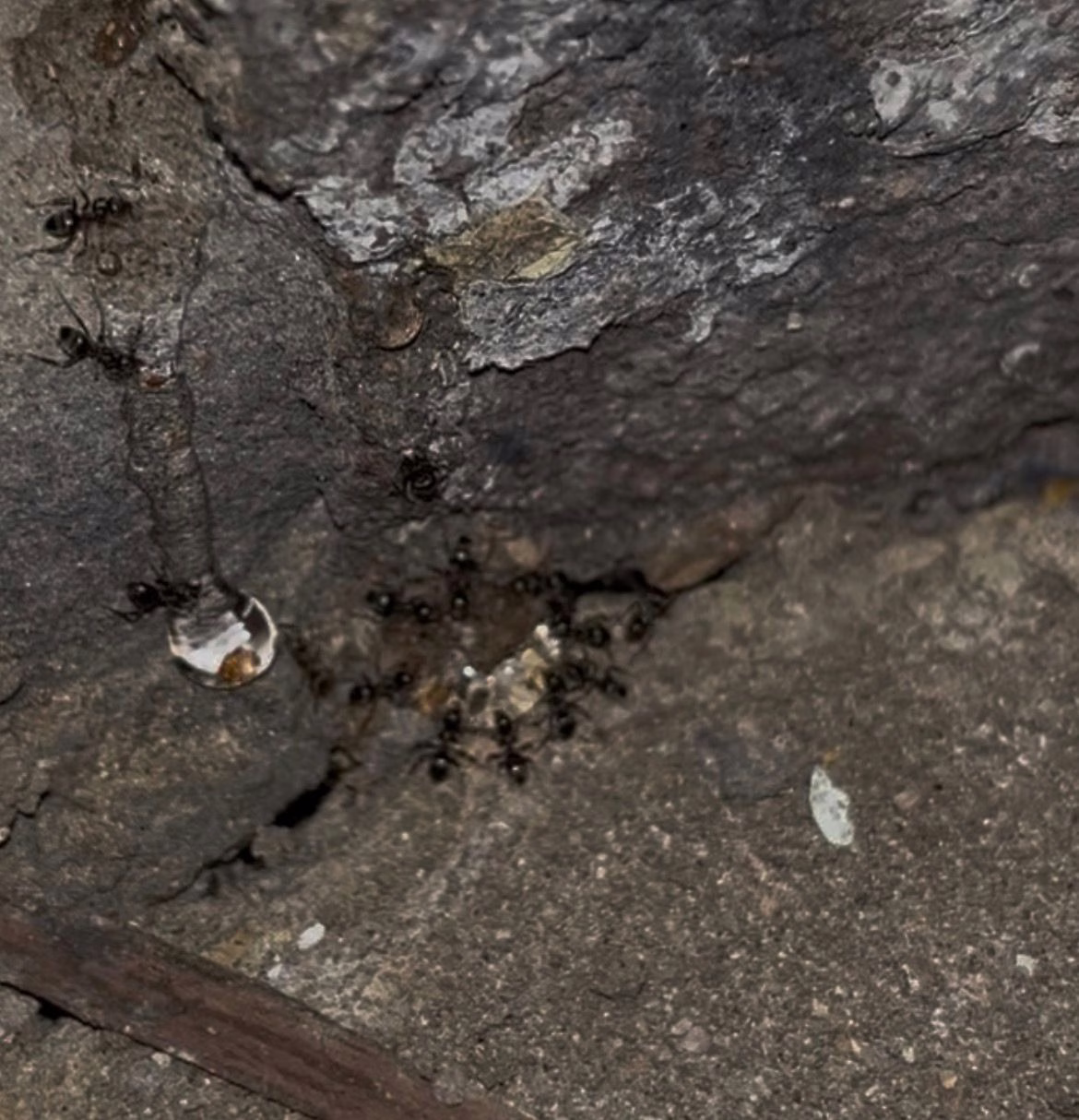 Black Garden Ant treatment carried out by peledex pest control in Cambridge