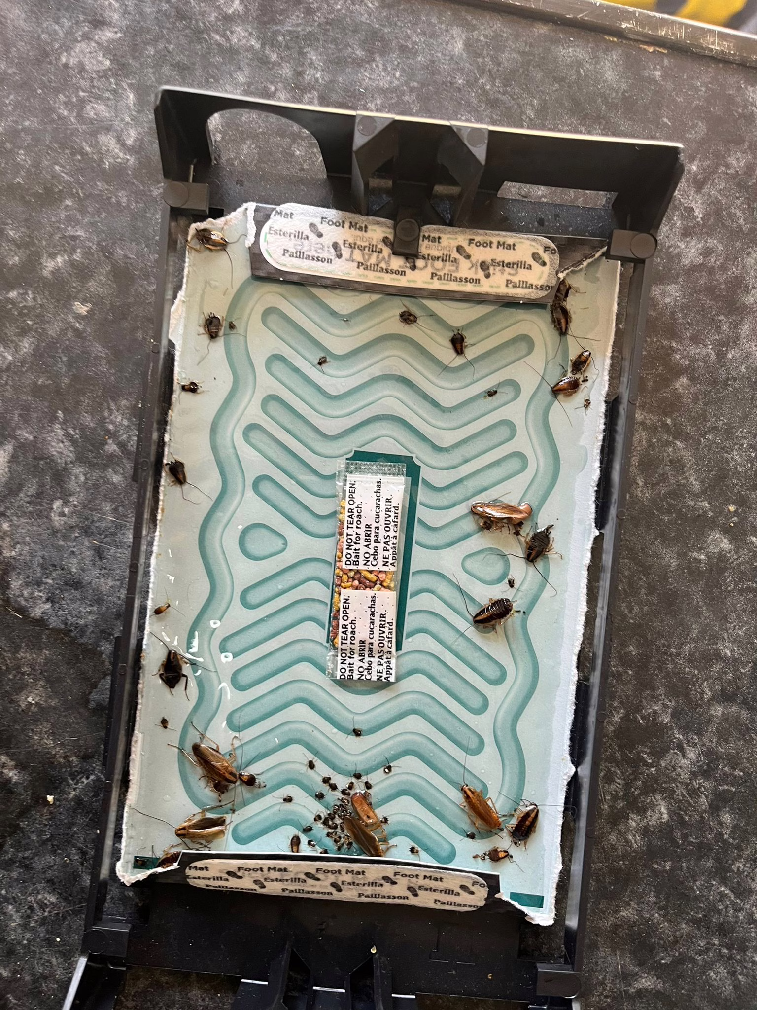 Cockroach trap with german cockroaches as part of treatment by peledex pest control